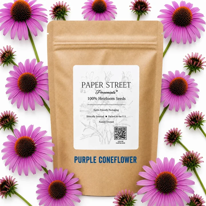 Purple Coneflower seed artwork