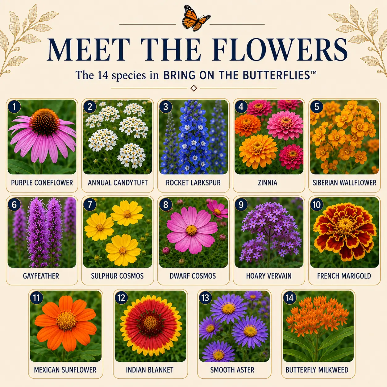 Meet the 14 flowers in Bring On the Butterflies™