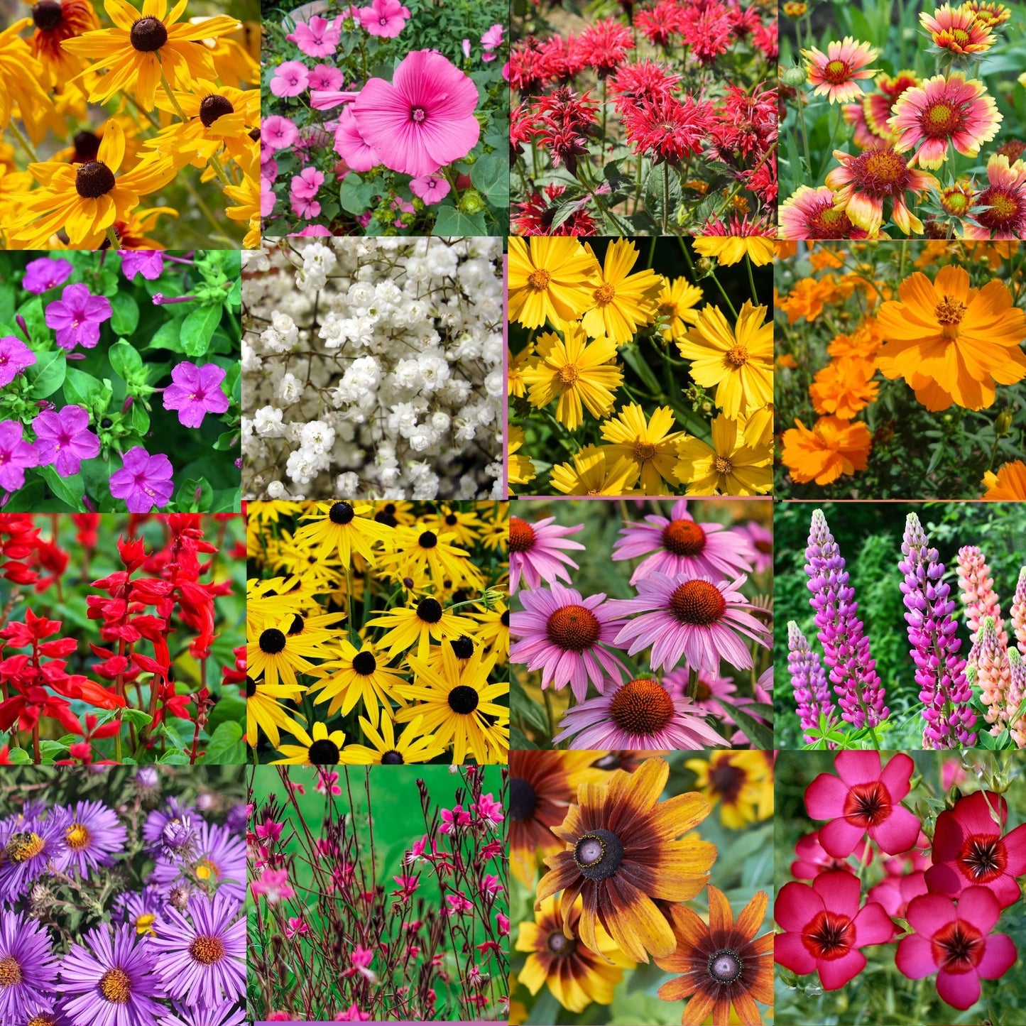 State Mix - Alabama Bulk Perennial Wildflower Seed Mix