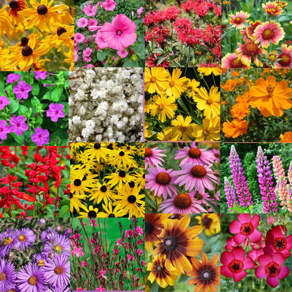 State Mix - Alabama Bulk Perennial Wildflower Seed Mix