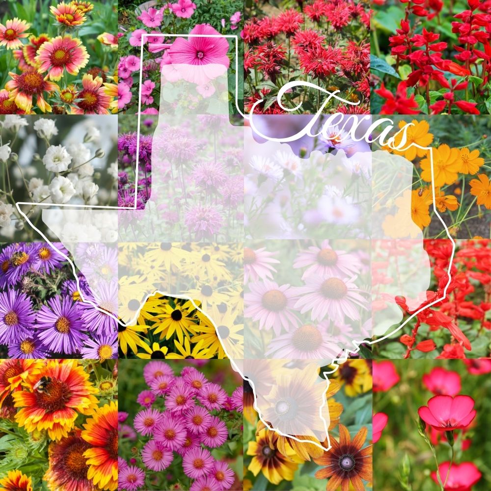 State Mix - Eastern Texas Bulk Perennial Wildflower Seed Mix