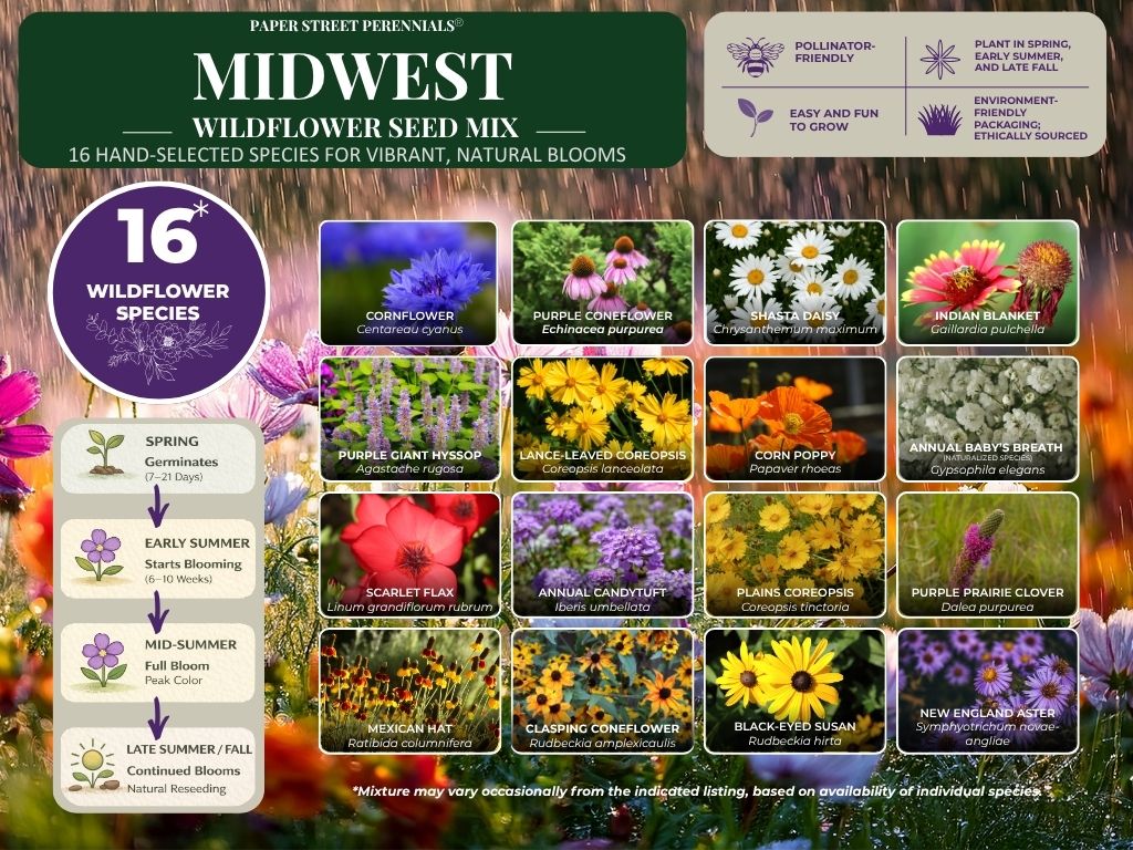 Midwest Wildflower Mix species guide