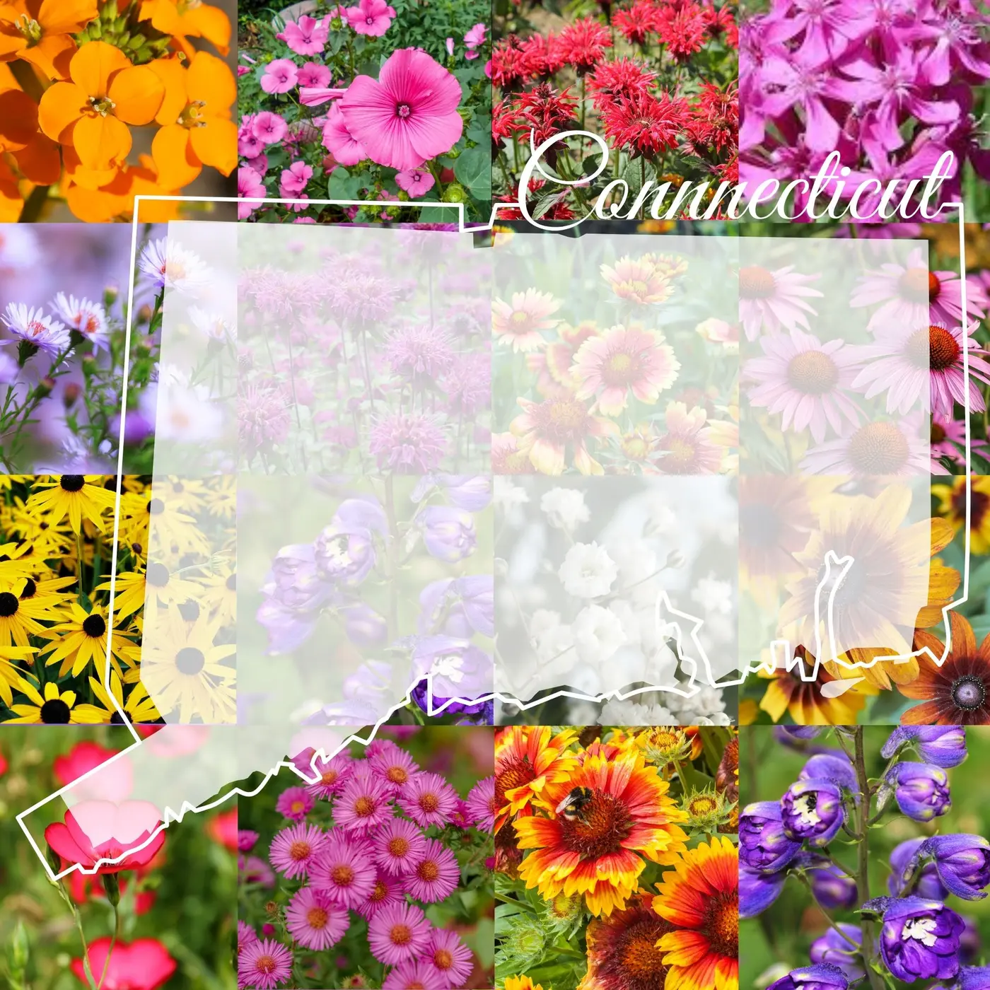 Connecticut Wildflower Mix product image