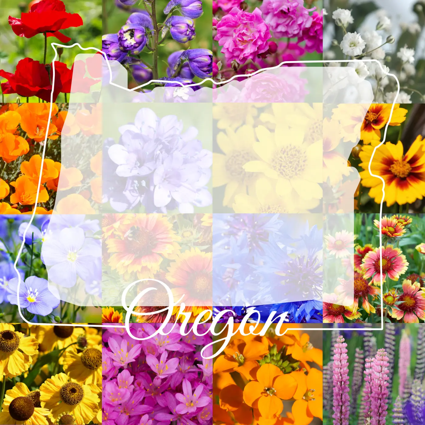 Eastern Oregon Wildflower Mix product image
