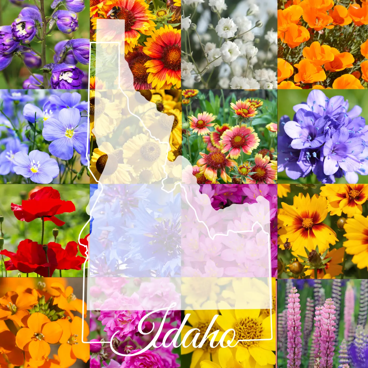 Idaho Wildflower Mix product image