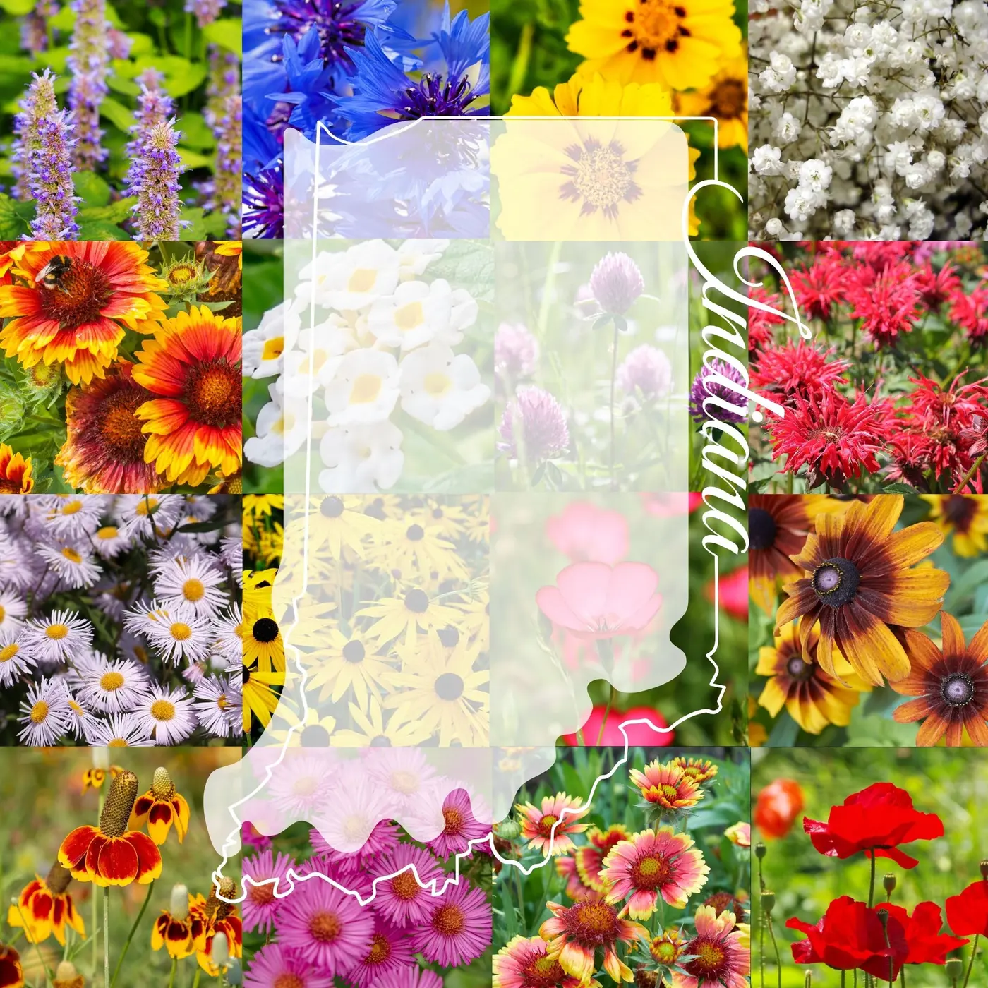 Indiana Wildflower Mix product image