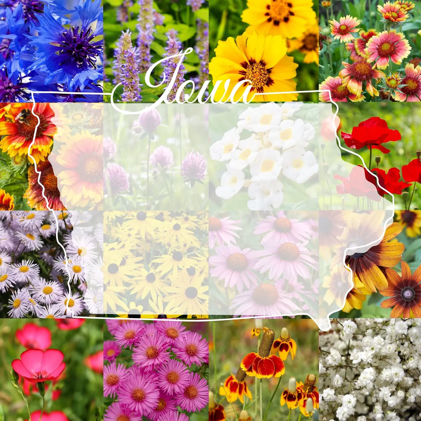 Iowa Wildflower Mix product image