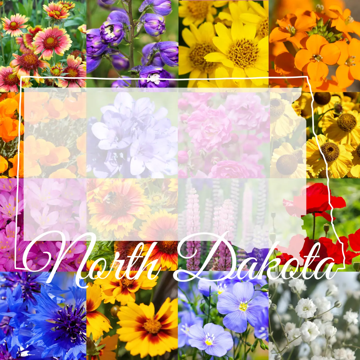 North Dakota Wildflower Mix product image