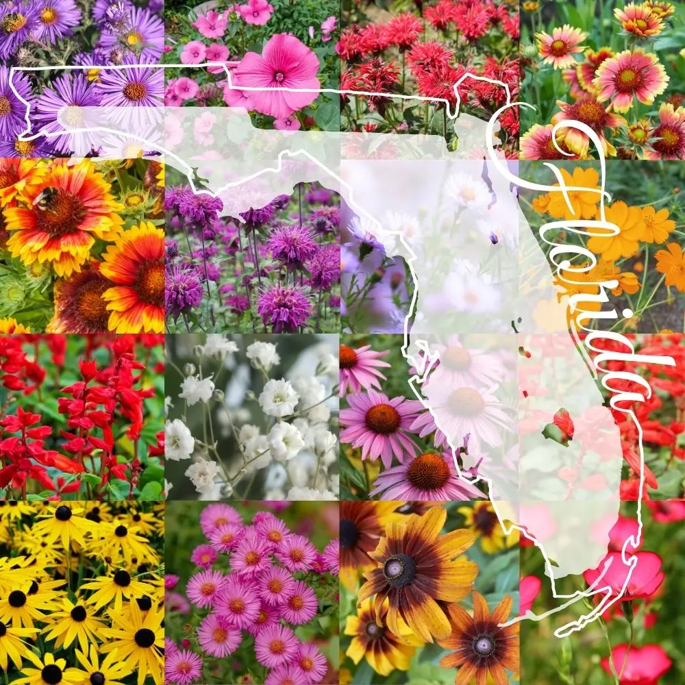 Northern Florida Wildflower Mix product image