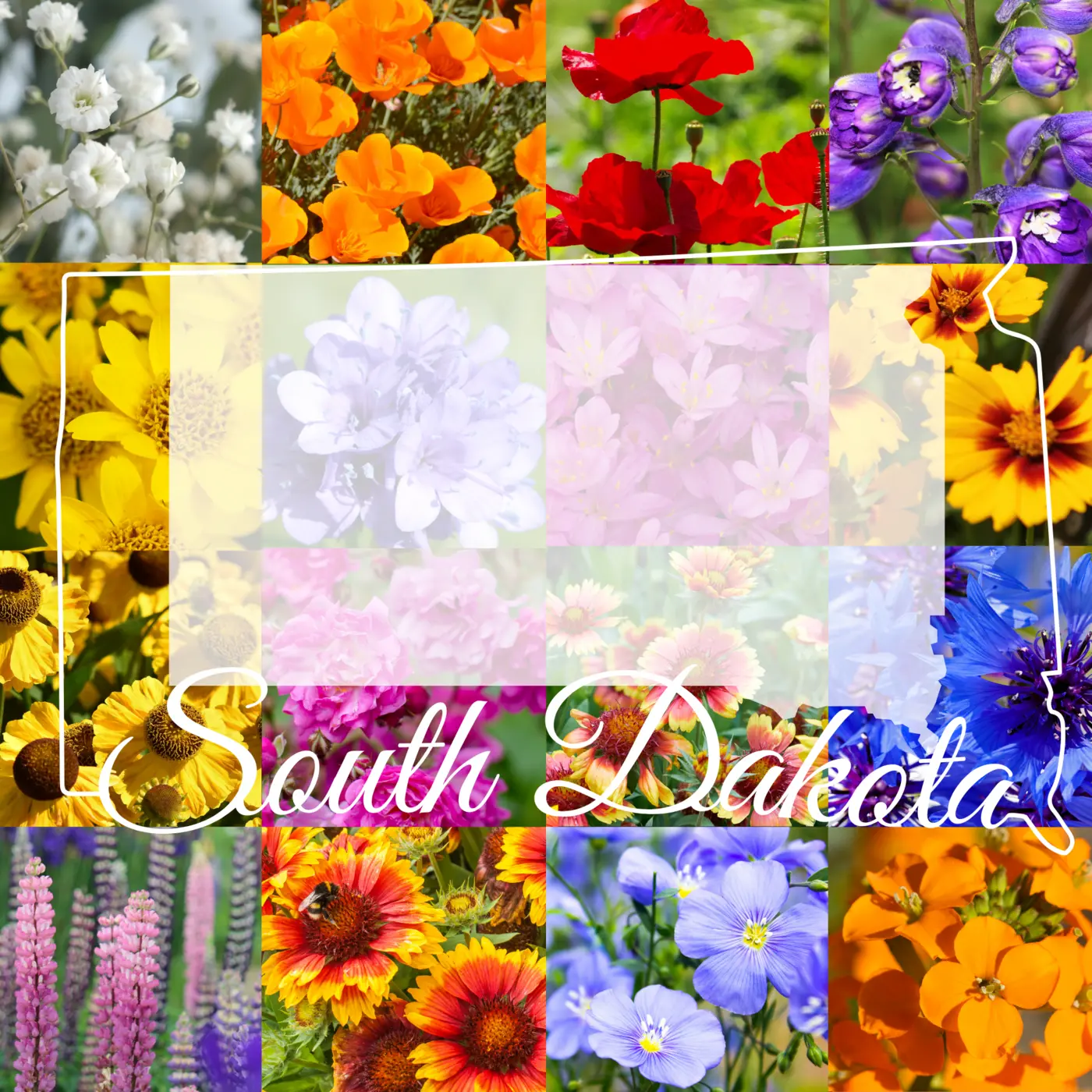 South Dakota Wildflower Mix product image