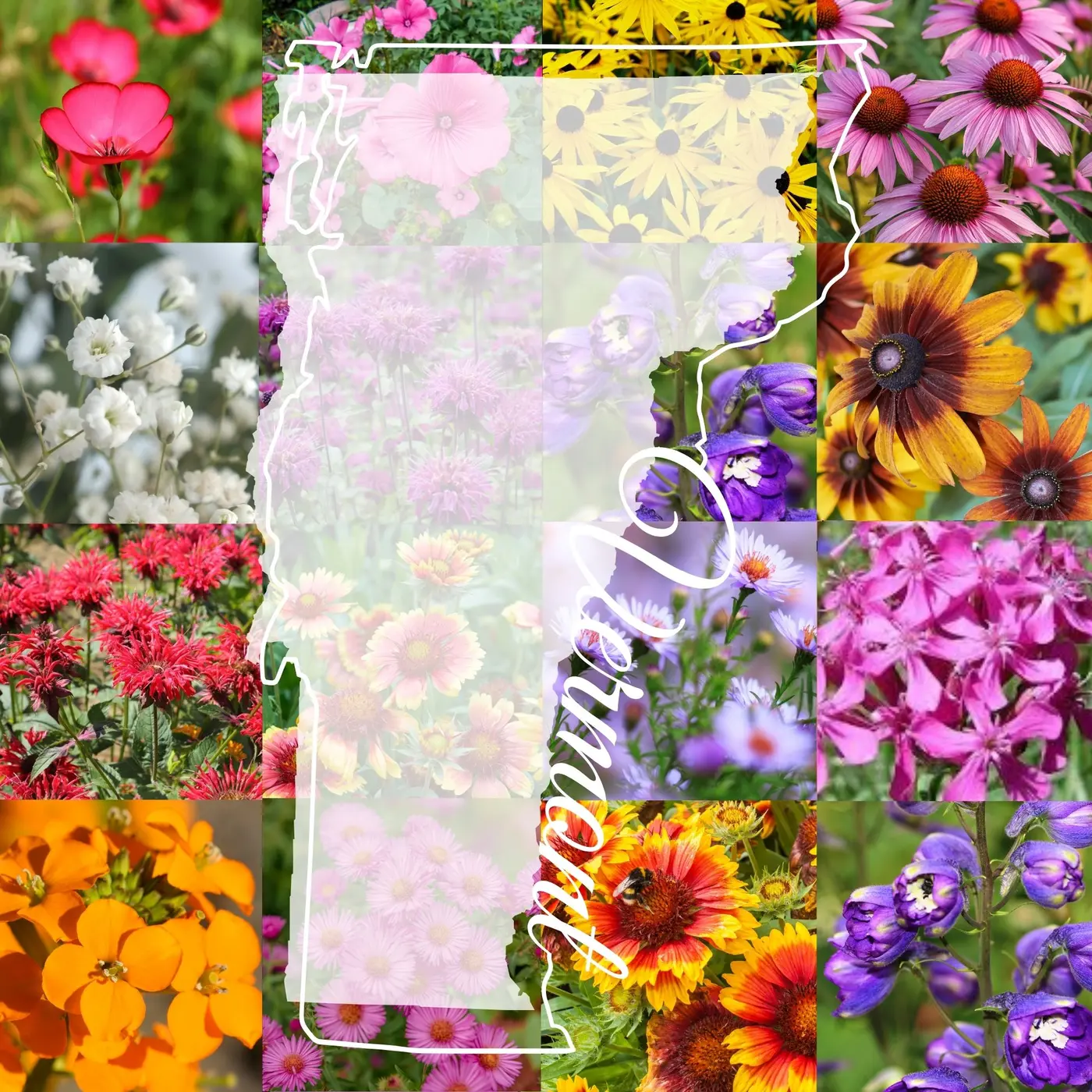 Vermont Wildflower Mix product image