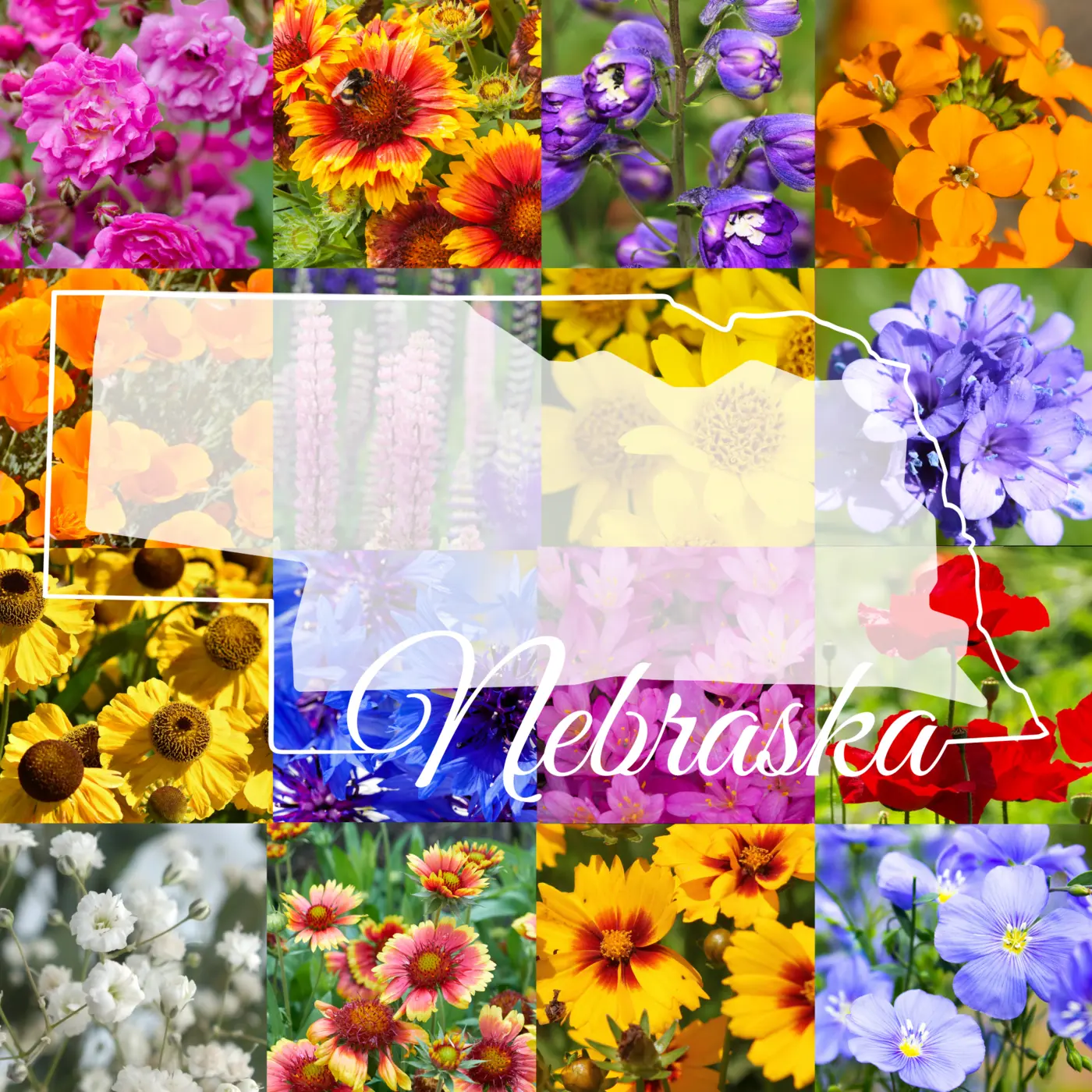 Western Nebraska Wildflower Mix product image