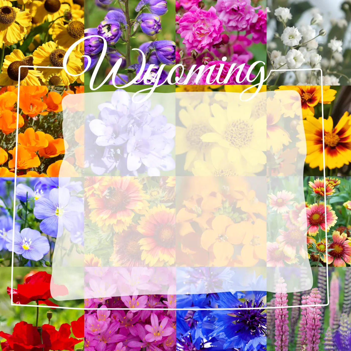 Wyoming Wildflower Mix product image