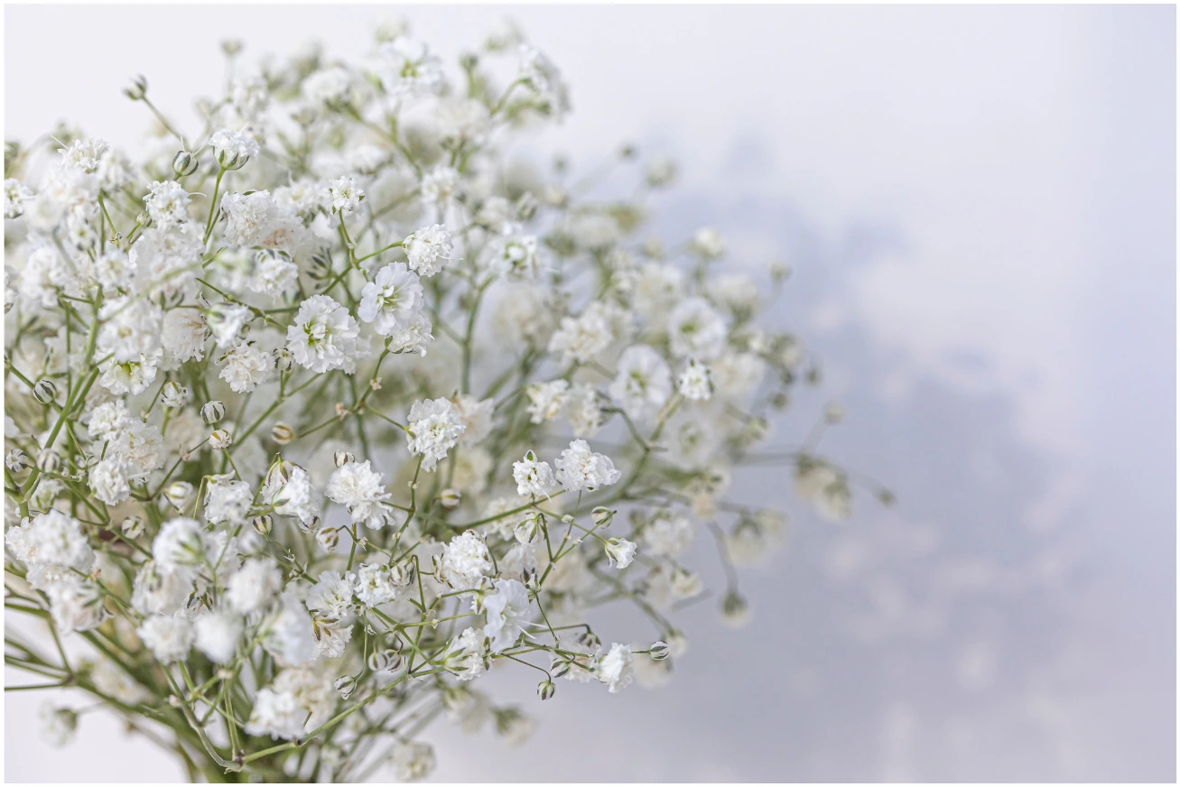 Annual Baby’s Breath flowers