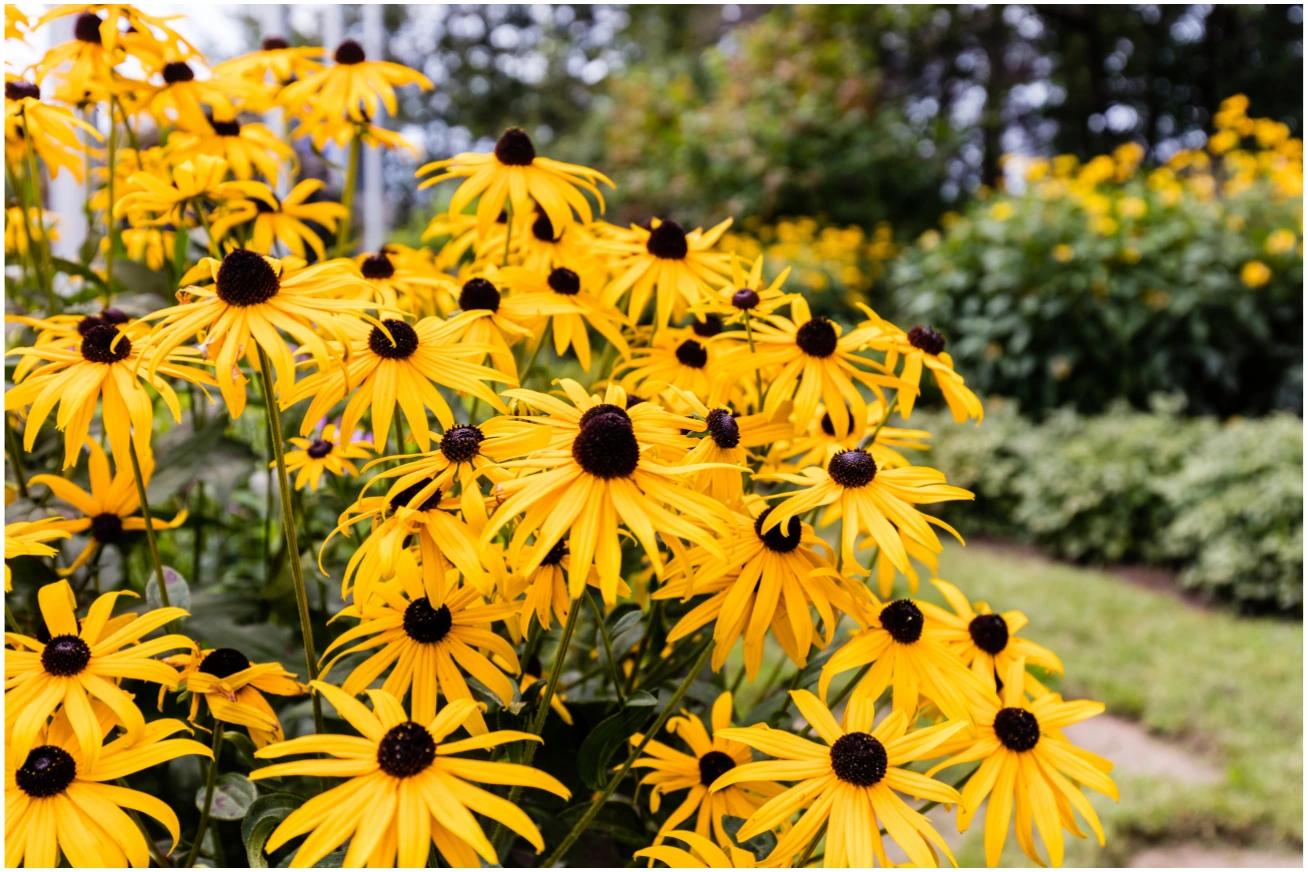 Black-eyed Susan flowers