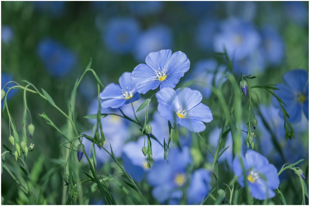 Blue Flax flowers