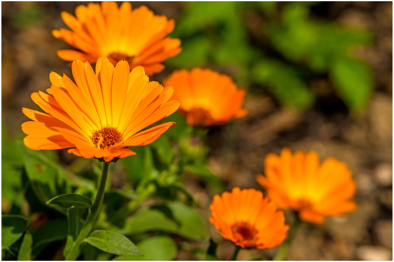 Calendula ‘Fiesta Gitana’ flowers