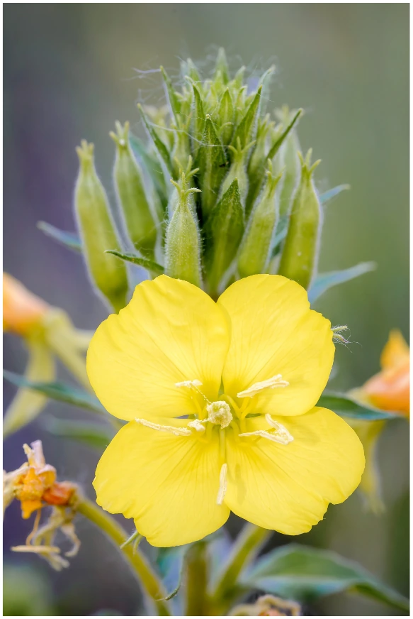 Common Evening Primrose flowers