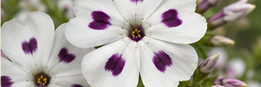 Fivespot flowers