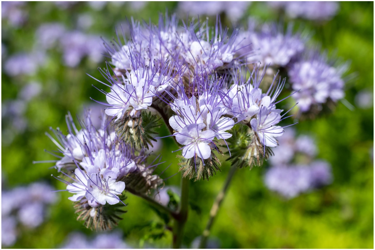 Lacy Phacelia flowers