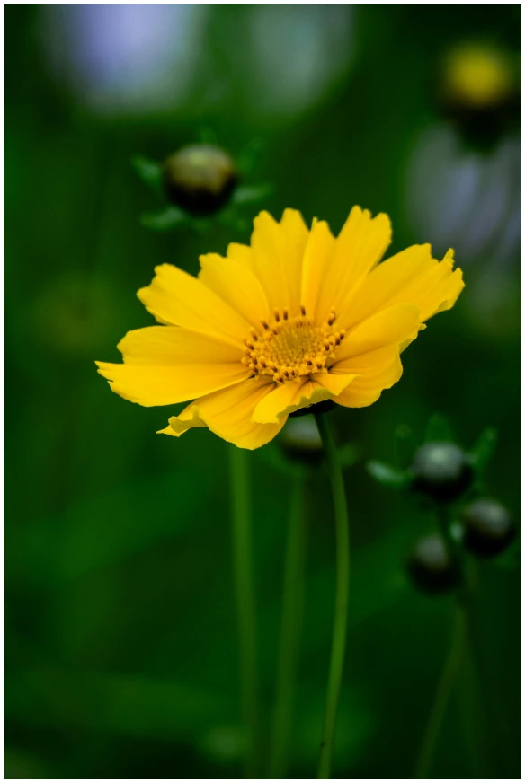 Lanceleaf Coreopsis flowers
