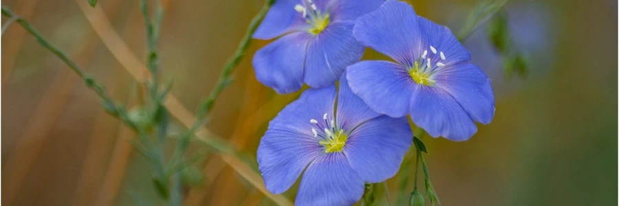 Lewis Flax flowers