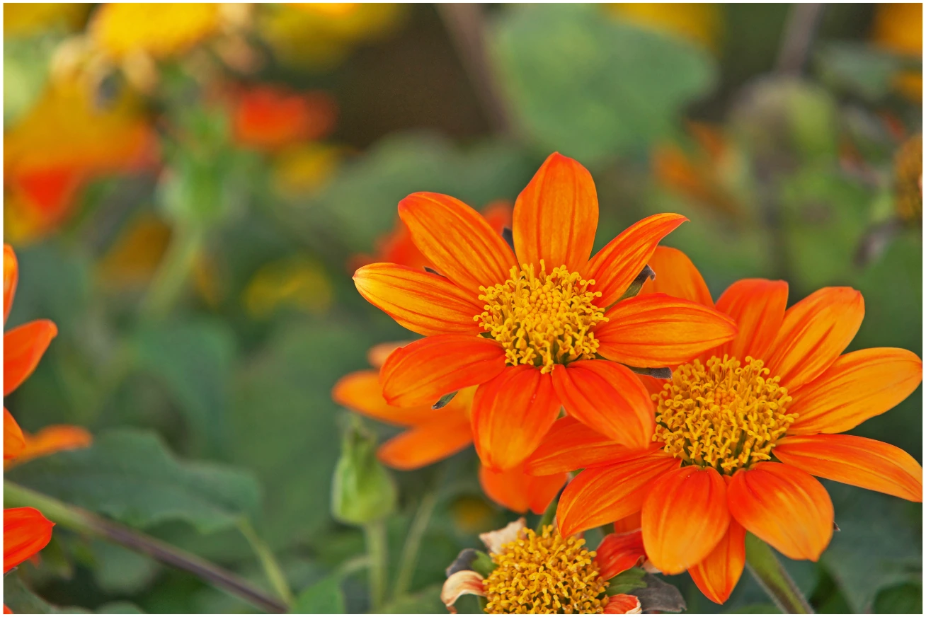 Mexican Sunflower flowers