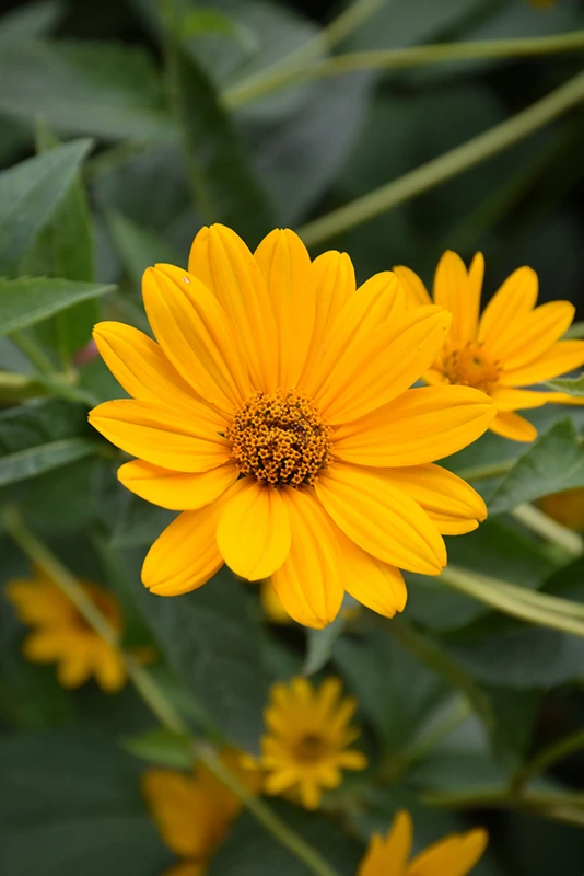 Oxeye Sunflower flowers