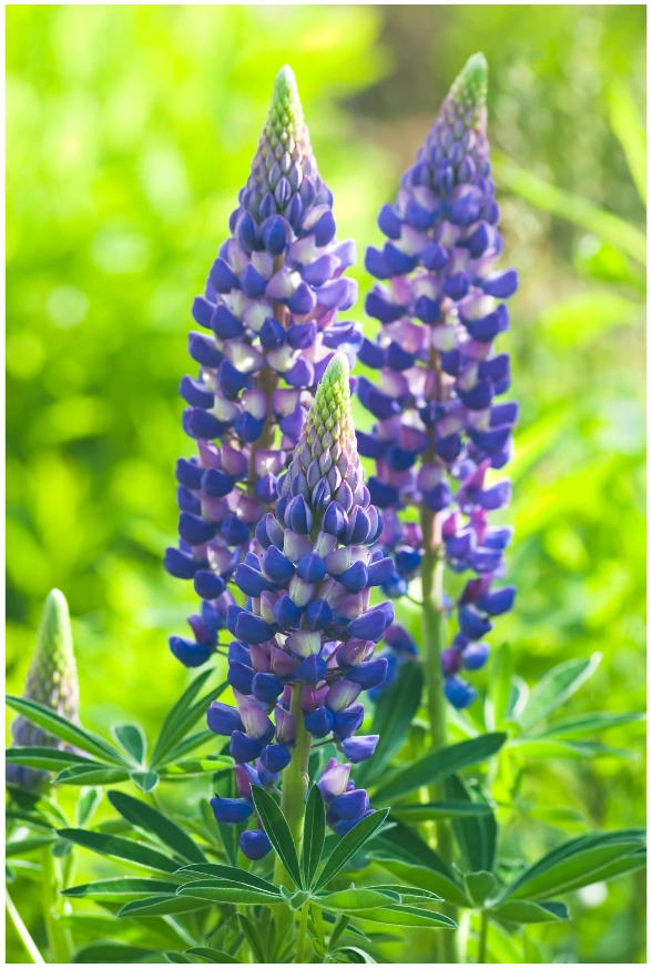 Perennial Lupine flowers