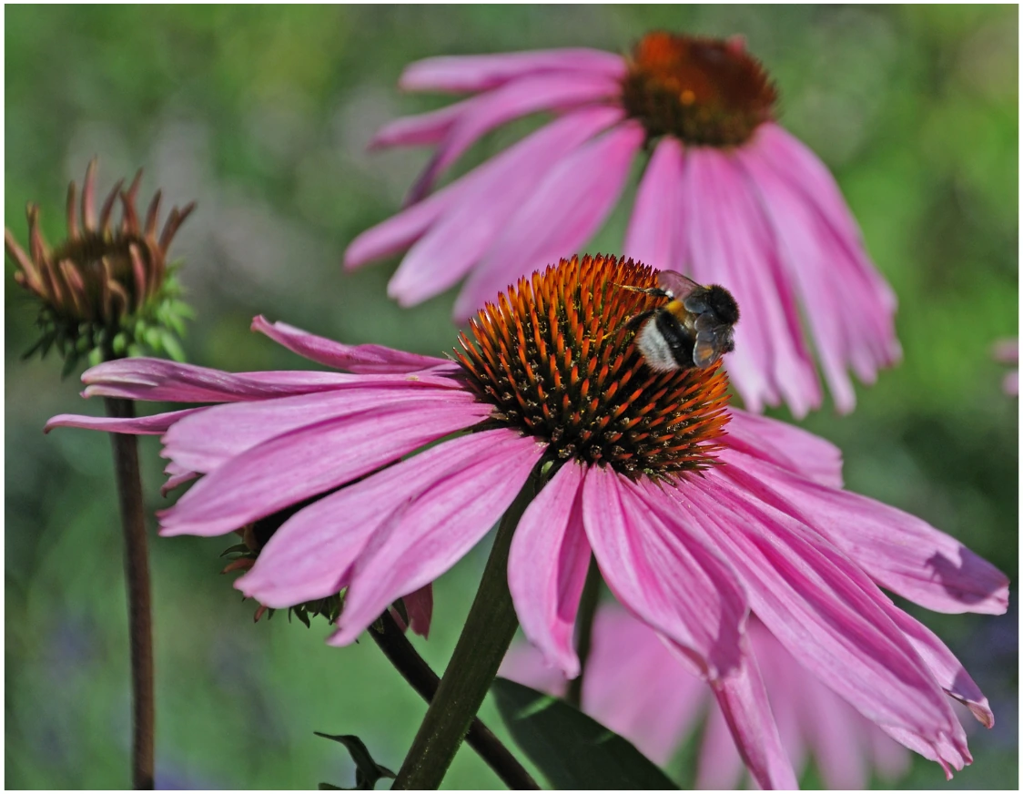 Purple Coneflower flowers