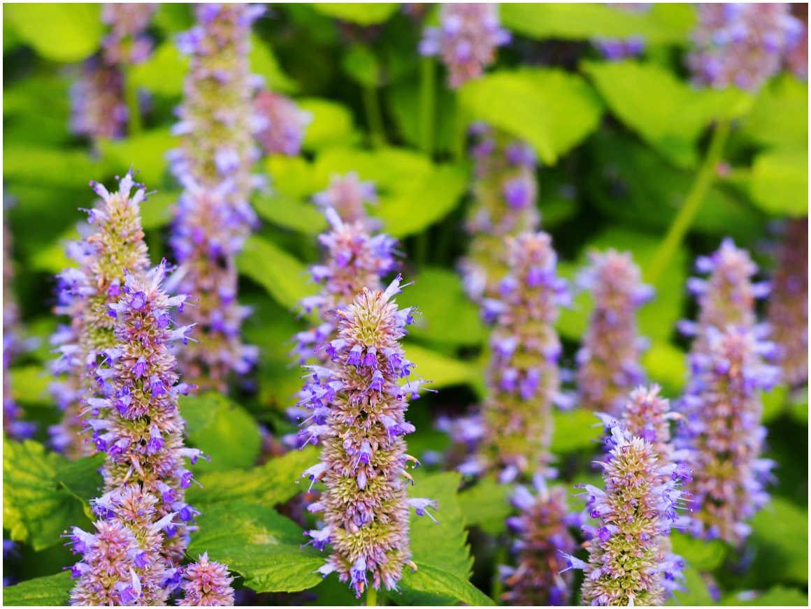 Purple Giant Hyssop flowers