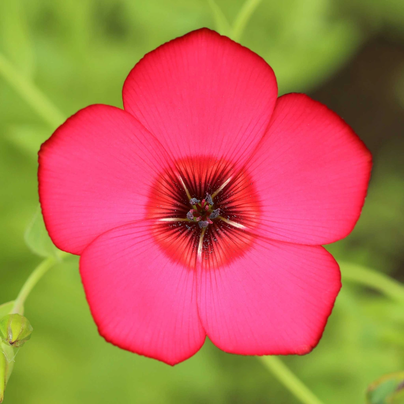 Scarlet Flax flowers