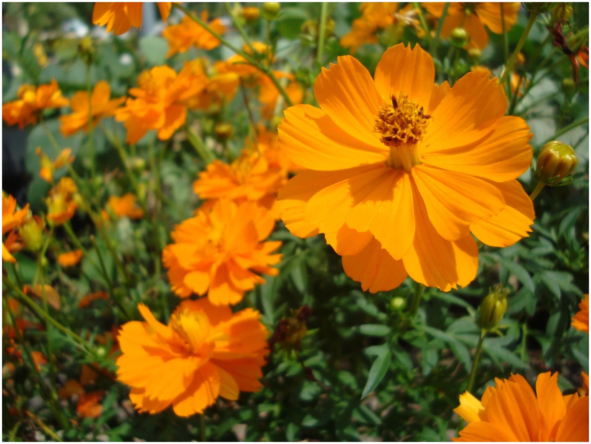 Sulphur Cosmos flowers